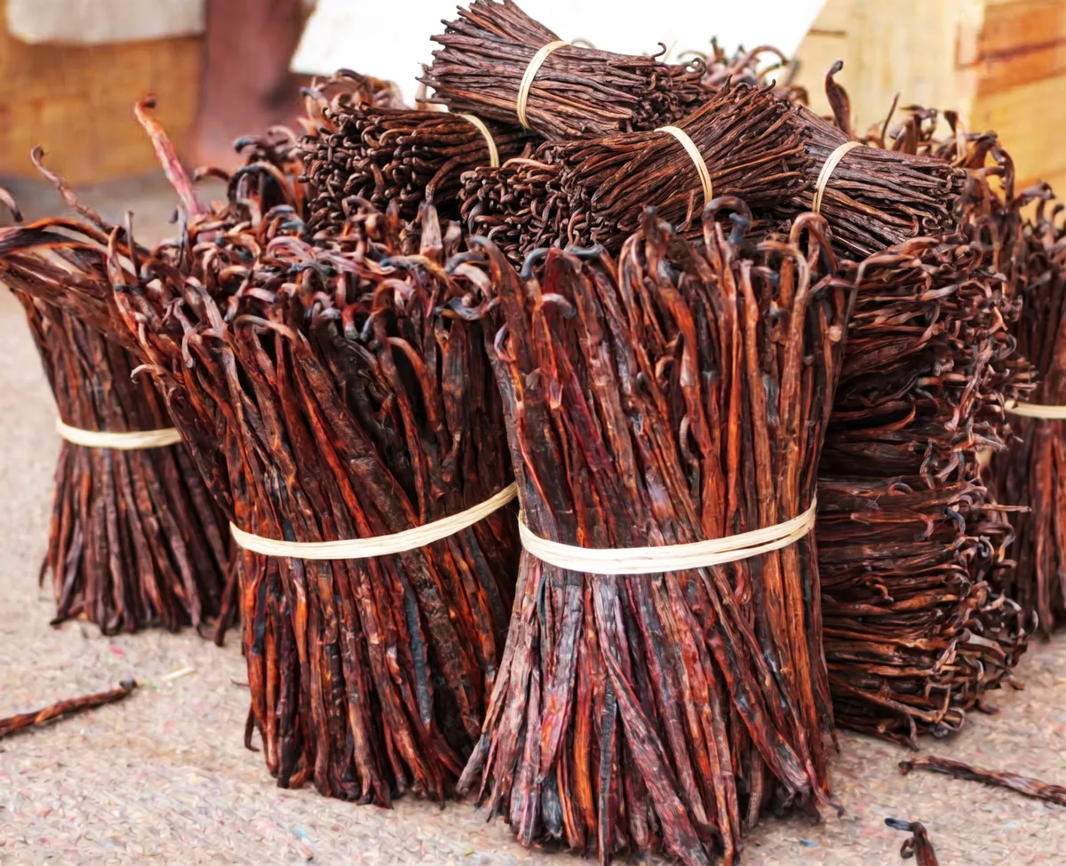 Red vanilla pods with copper nuances, extraction quality, on dark slate